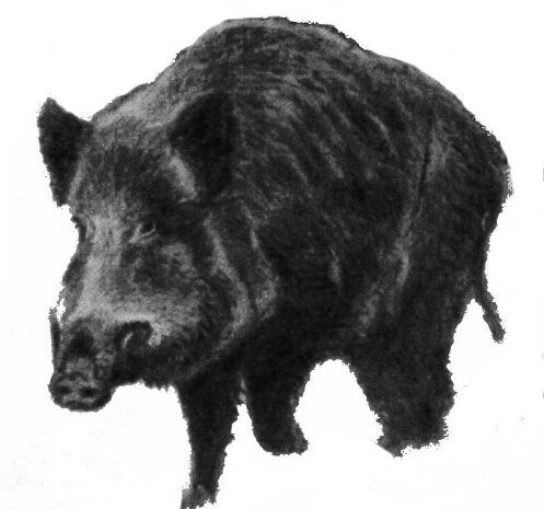 🐗 23. Dankelshäuser Keilerschießen